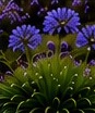 Agapanto (Agapanthus africanus)
