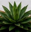 Ágave cuello de cisne (Agave attenuata)