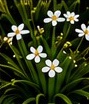 Dietes (Dietes bicolor)
