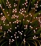 Gaura (Gaura lindheimeri)