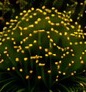 Siempreviva (Helichrysum italicum)