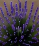 Lavanda dentada (Lavandula dentata)