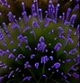 Limonio (Limonium perezii)