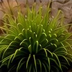 Lomandra (Lomandra longifolia)