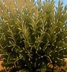 Olivo arbustivo (Olea europaea)