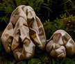 Roca decorativa (Rocas naturales)
