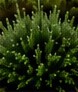 Romero rastrero (Rosmarinus officinalis 'Prostratus')