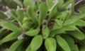 Salvia (Salvia officinalis)
