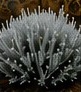 Santolina (Santolina chamaecyparissus)