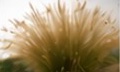 Stipa (Stipa tenuissima)