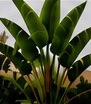 Ave del paraíso gigante (Strelitzia nicolai)