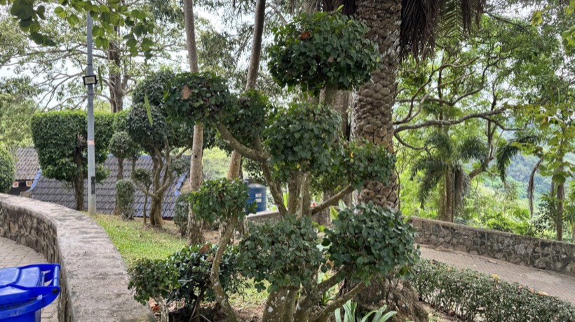 Mantenimiento de jardines